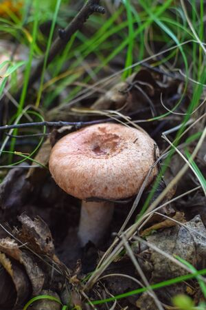Hat of amanita in the grass under tree beside to the mossの写真素材