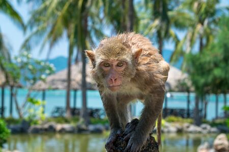 A wet monkey with big eyes looks at the camera in a park in the tropics.の写真素材