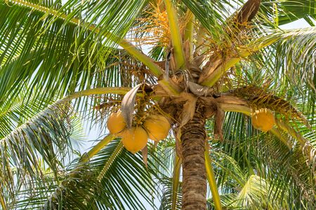 Ripe brown coconuts on palm tree with yellow leaves in the tropicsの写真素材