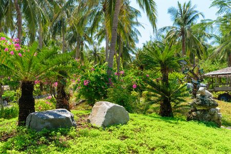 Heap of stones and low palm trees in a tropic park in summerの写真素材