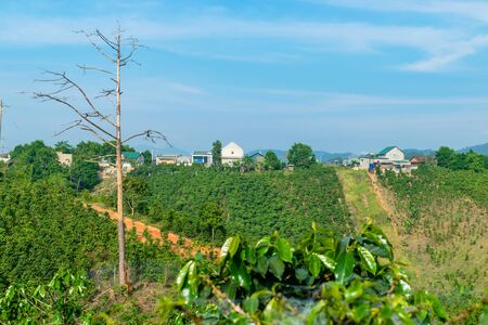 Coffee plantation with green plants on hill and houses in the tropicsの写真素材