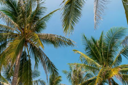 Palm trees with large green leaves against the sky in tropicsの写真素材