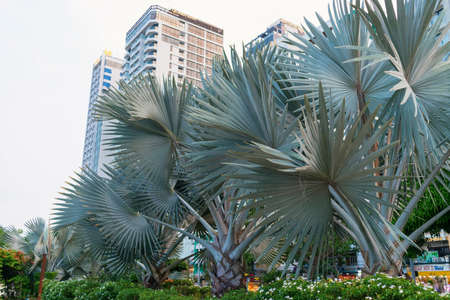 NHA TRANG, VIETNAM - APRIL 19, 2019: Tropical tree with sharp leaves in park in Asiaのeditorial素材