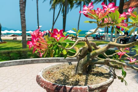 Pink flowers on a small tree in a pot on the shore in the tropicsの写真素材