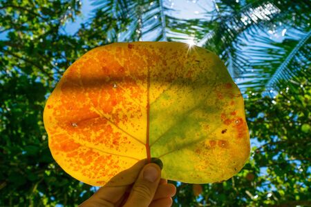 Rays of sun from an large orange leaf of tropical tree with palm leaves on backgroundの写真素材