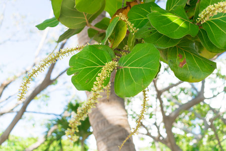 Leaves of tropical tree with seeds close