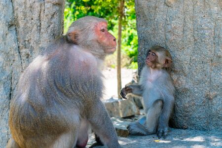 Old monkey with big eyes and wrinkles sits on ground in zoo in tropicsの写真素材