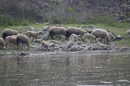Flock of sheep on the Danube riverの写真素材