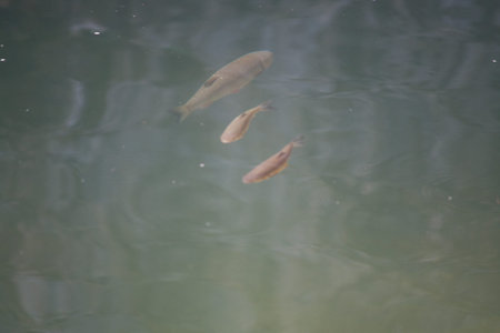 Fish in the river