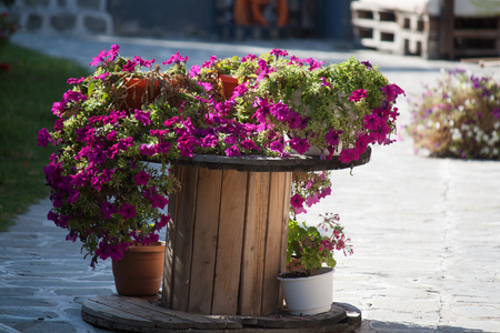 Flowers in wooden potの写真素材