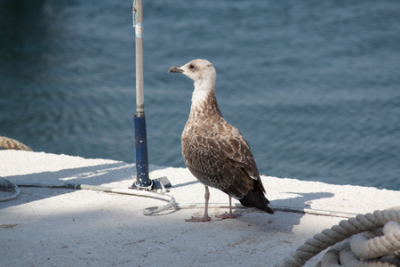 Gull in the portの写真素材