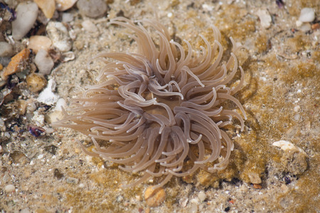 Jellyfish on the island of Thassosの写真素材