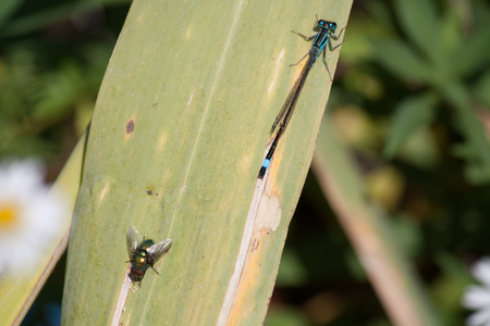 Flies and Dragonfly on grassの写真素材