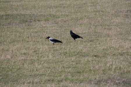 Crows in the meadowの写真素材