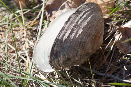 Empty shell on the channelの写真素材