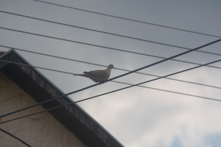 Dove on the wire of the cableの写真素材