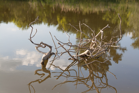Branches in the water on the riverの写真素材