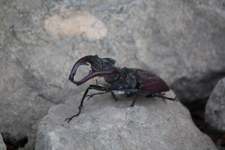 Dead stag beetleの写真素材