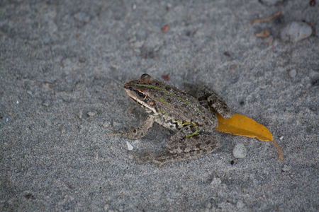 Frog in the sandの写真素材