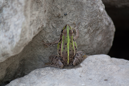 Green frog on a stoneの写真素材