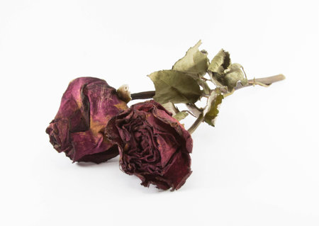 Dried Roseの写真素材