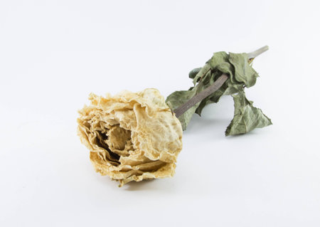 Dried Roseの写真素材
