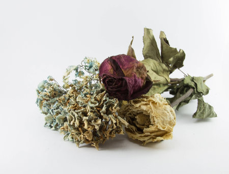 Dried Roseの写真素材