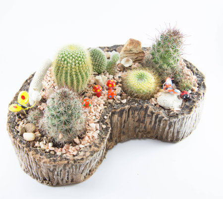 cactus in small gardenの写真素材