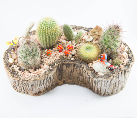 cactus in small gardenの写真素材
