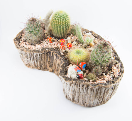 cactus in mini gardenの写真素材