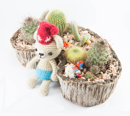 cactus in mini gardenの写真素材