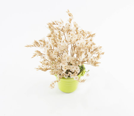 Ornamental plants on white backgroundの写真素材