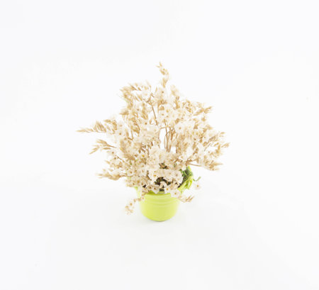 Ornamental plants on white backgroundの写真素材