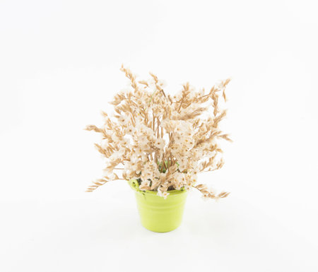 Ornamental plants on white backgroundの写真素材