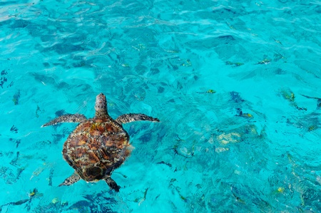 sea turtle at south of Thailandの写真素材