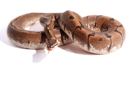 Spider ball python reptile animal