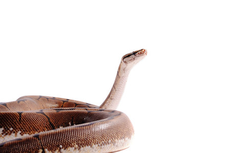 Spider ball python reptile animal