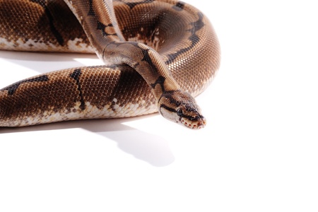 Spider ball python reptile animalの写真素材
