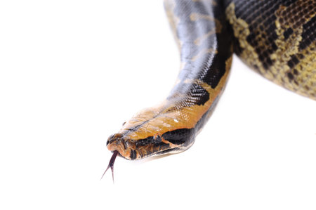 Pastel snake python reptile wild animal