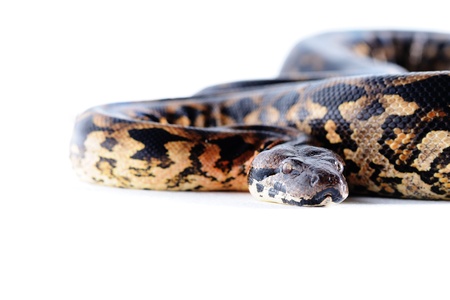 Pastel snake python reptile wild animalの写真素材
