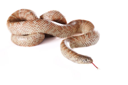 LAVENDER ALBINO RETICULATED PYTHON