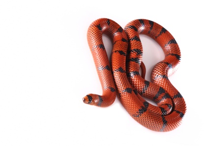 Red Califonia King snake wild animalの写真素材
