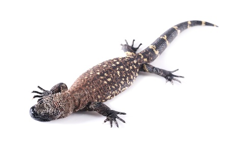 Tiger salamander wild animal in white backgroundの写真素材