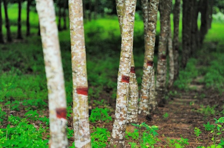 rubber treeの写真素材