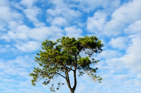 abtract tree sky and cloudの写真素材