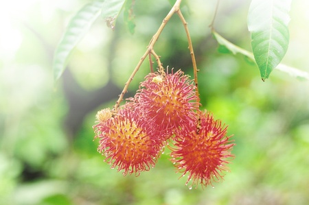 Details of Rambutan fruit backgroundの写真素材