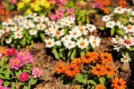 flowers field in summer timeの写真素材