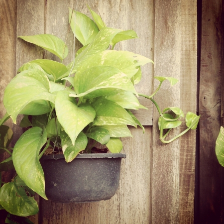Flower pot decorateの写真素材