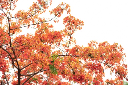 Flame tree in autumの写真素材