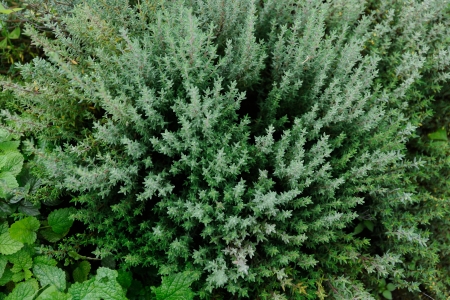 grass field topviewの写真素材